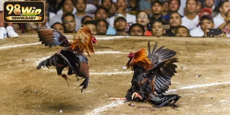 Đôi nét về đá gà cựa dao 98Win