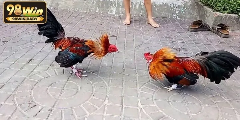 Ưu điểm nổi bật của đá gà cựa sắt tại 98Win